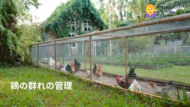 鶏の群れの管理